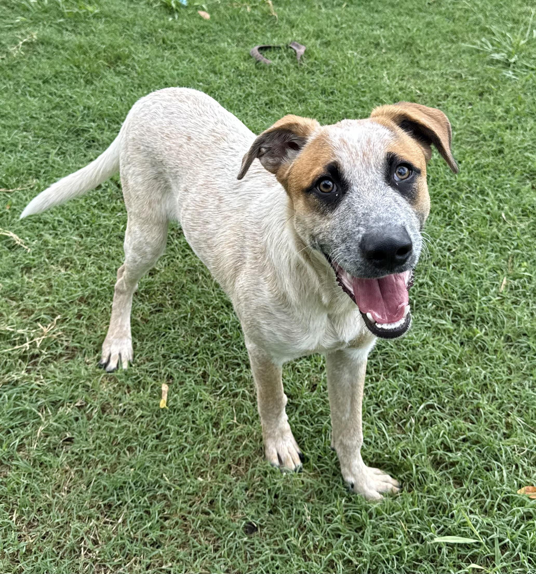 Enlarge Hank, a Adoptable Australian Cattle Dog / Blue Heeler in New Haven, CT image 1/6