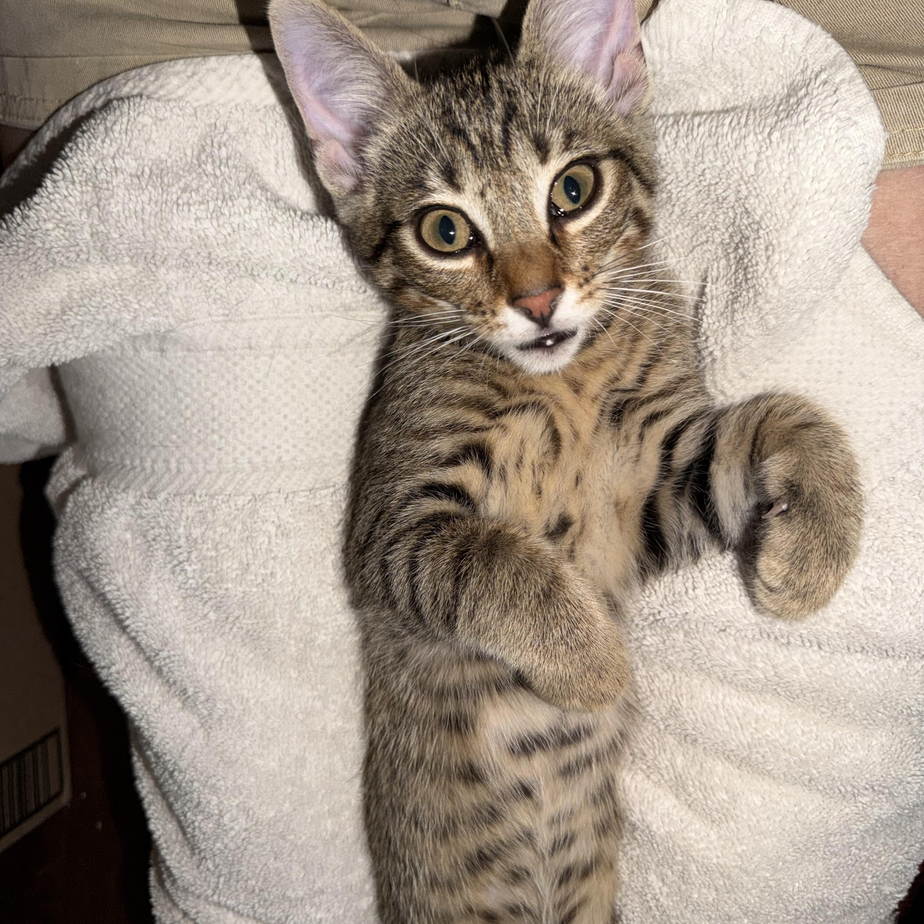Bosky, adopted, Kitten Male Tabby & Domestic Short Hair.