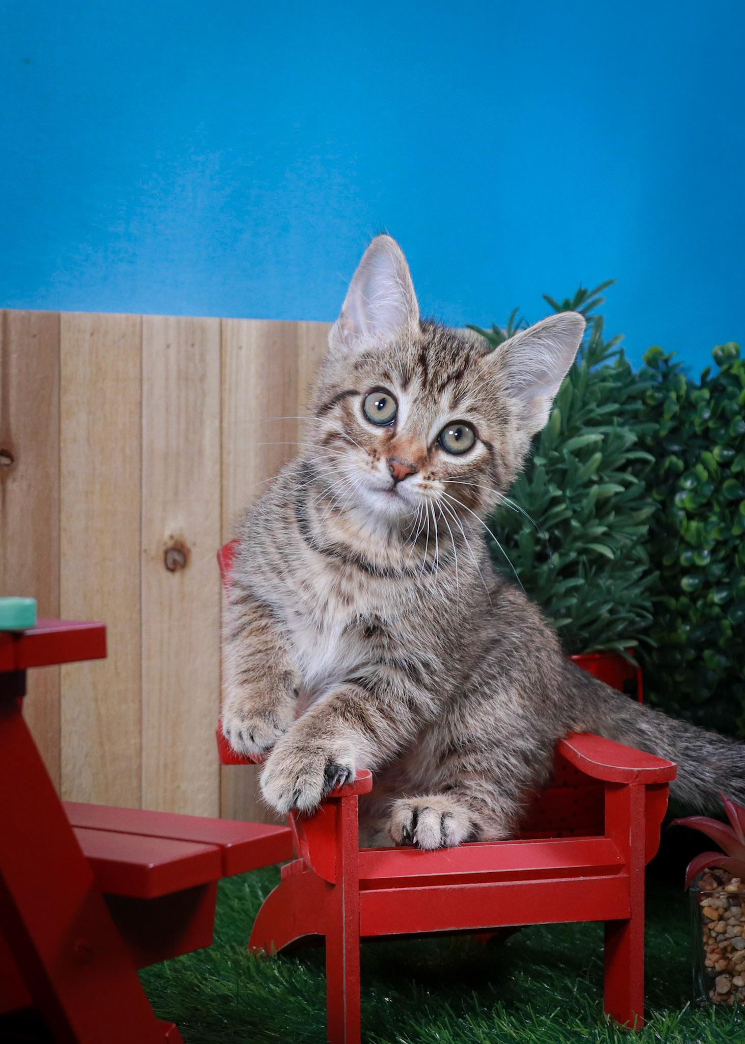 Bosky, an adopted mixed breed in Parker, TX image 5/6