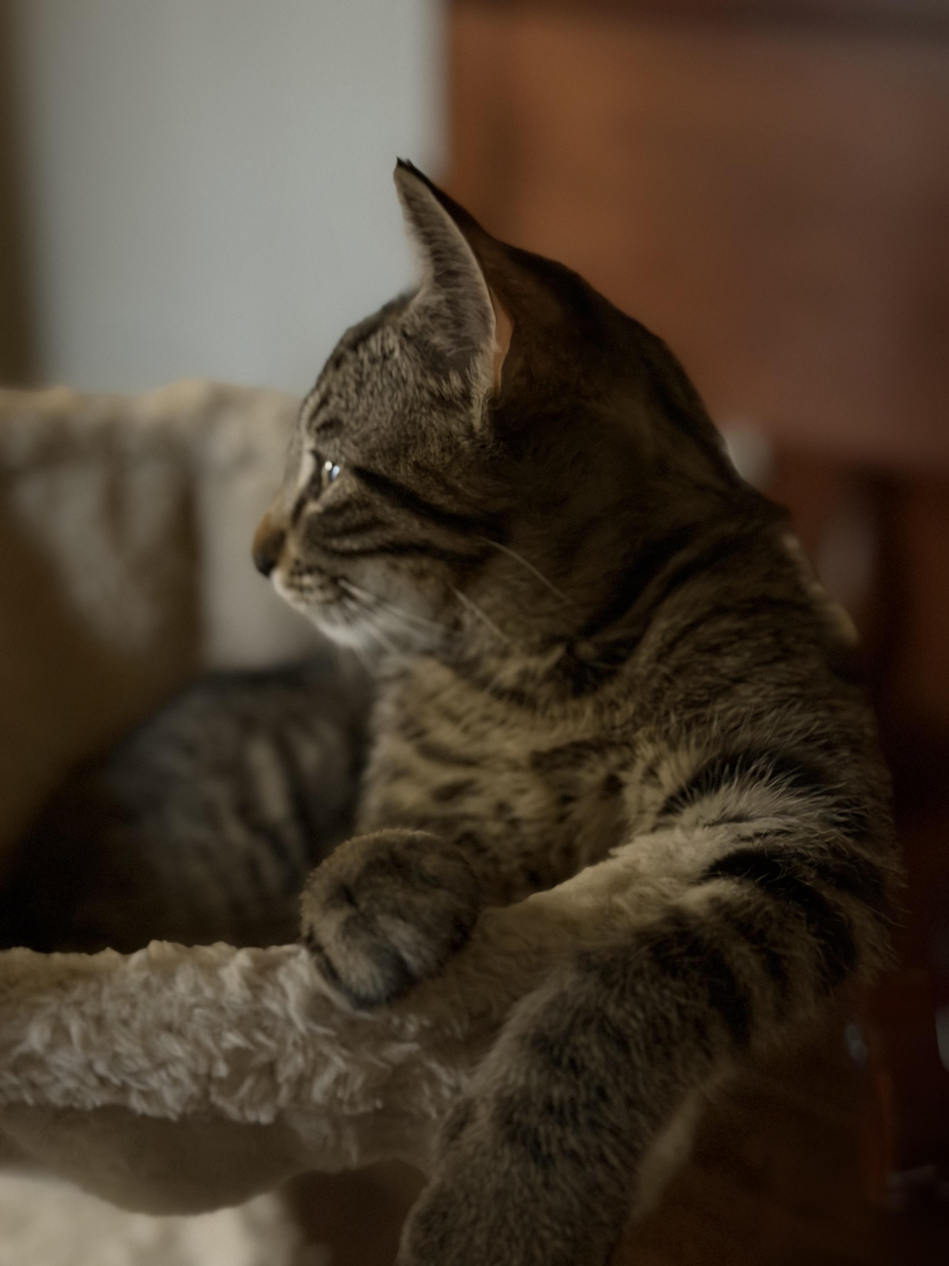 Bosky, an adopted mixed breed in Parker, TX image 4/6