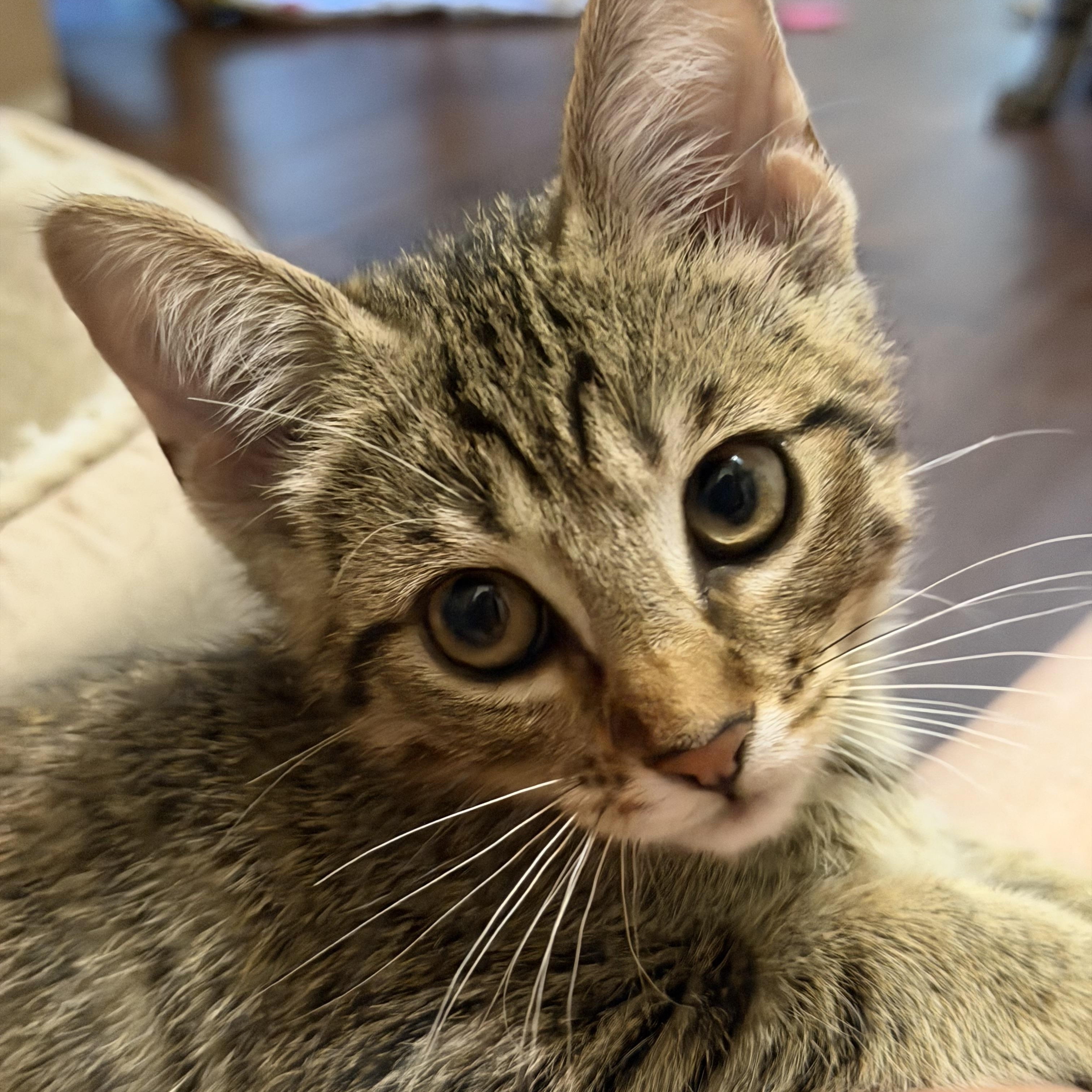 Bosky, an adopted mixed breed in Parker, TX image 2/6