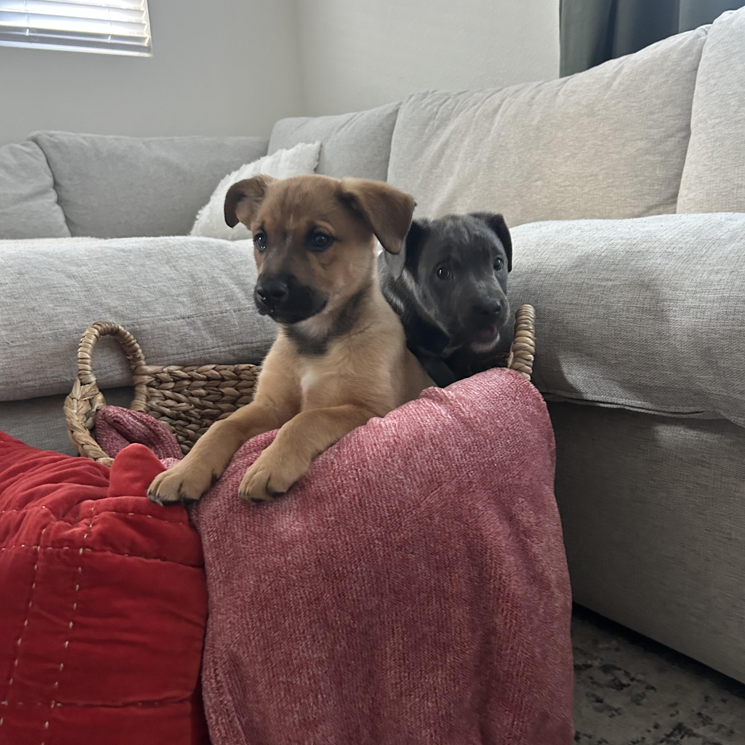 Enlarge JOJO!, a Adoptable mixed breed in Loomis, CA image 4/4