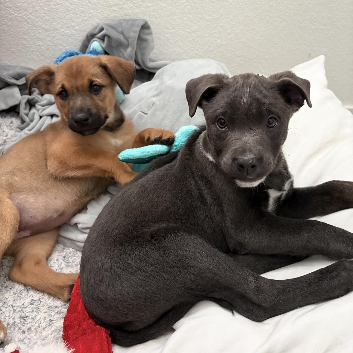 Enlarge JOJO!, a Adoptable mixed breed in Loomis, CA image 1/4