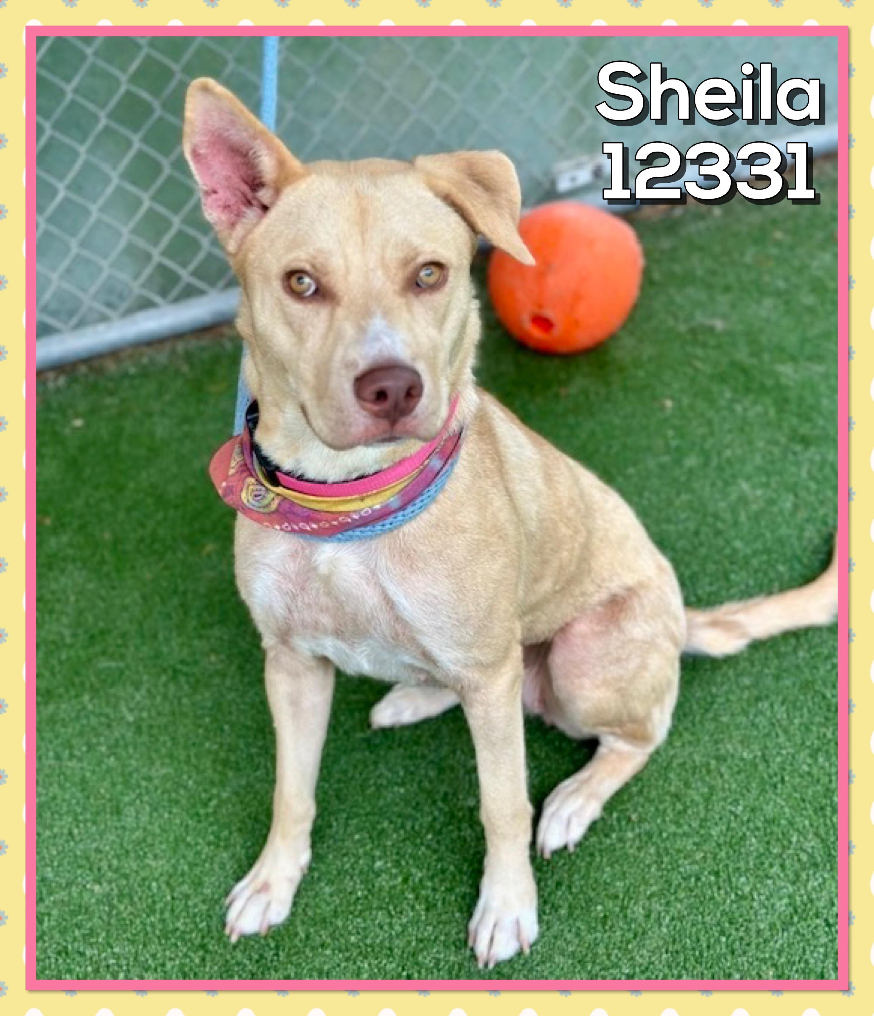 SHEILA