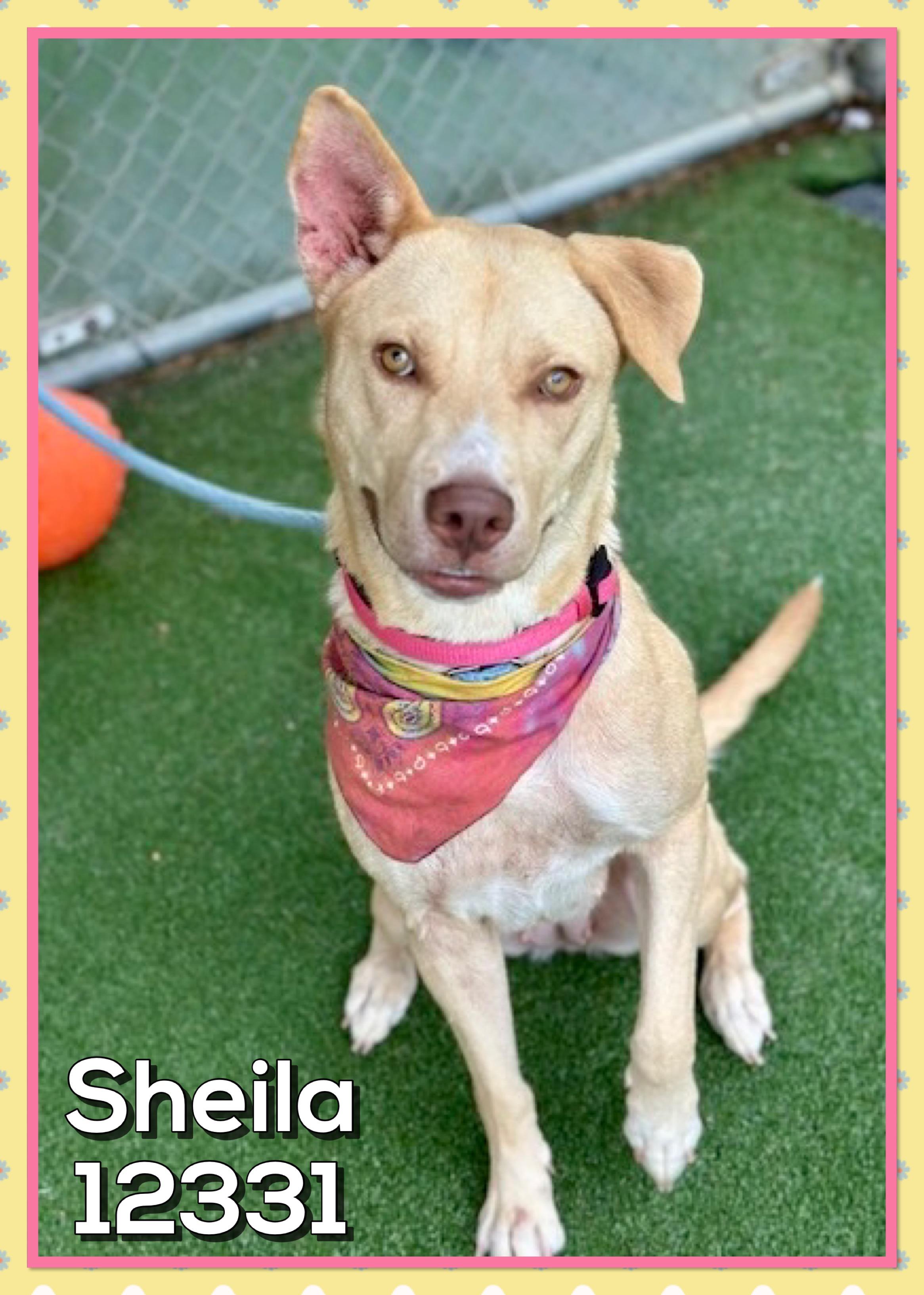 SHEILA