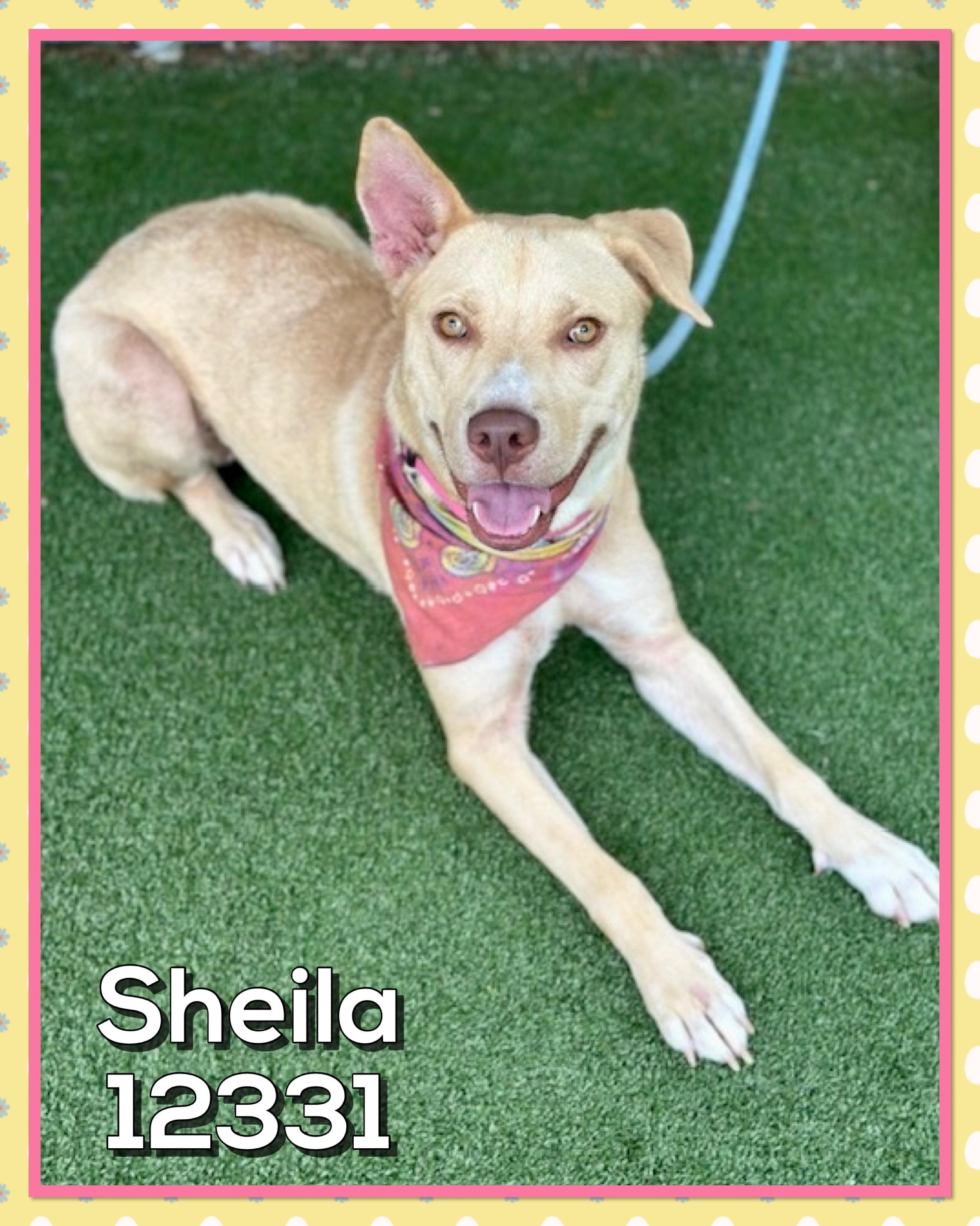 SHEILA