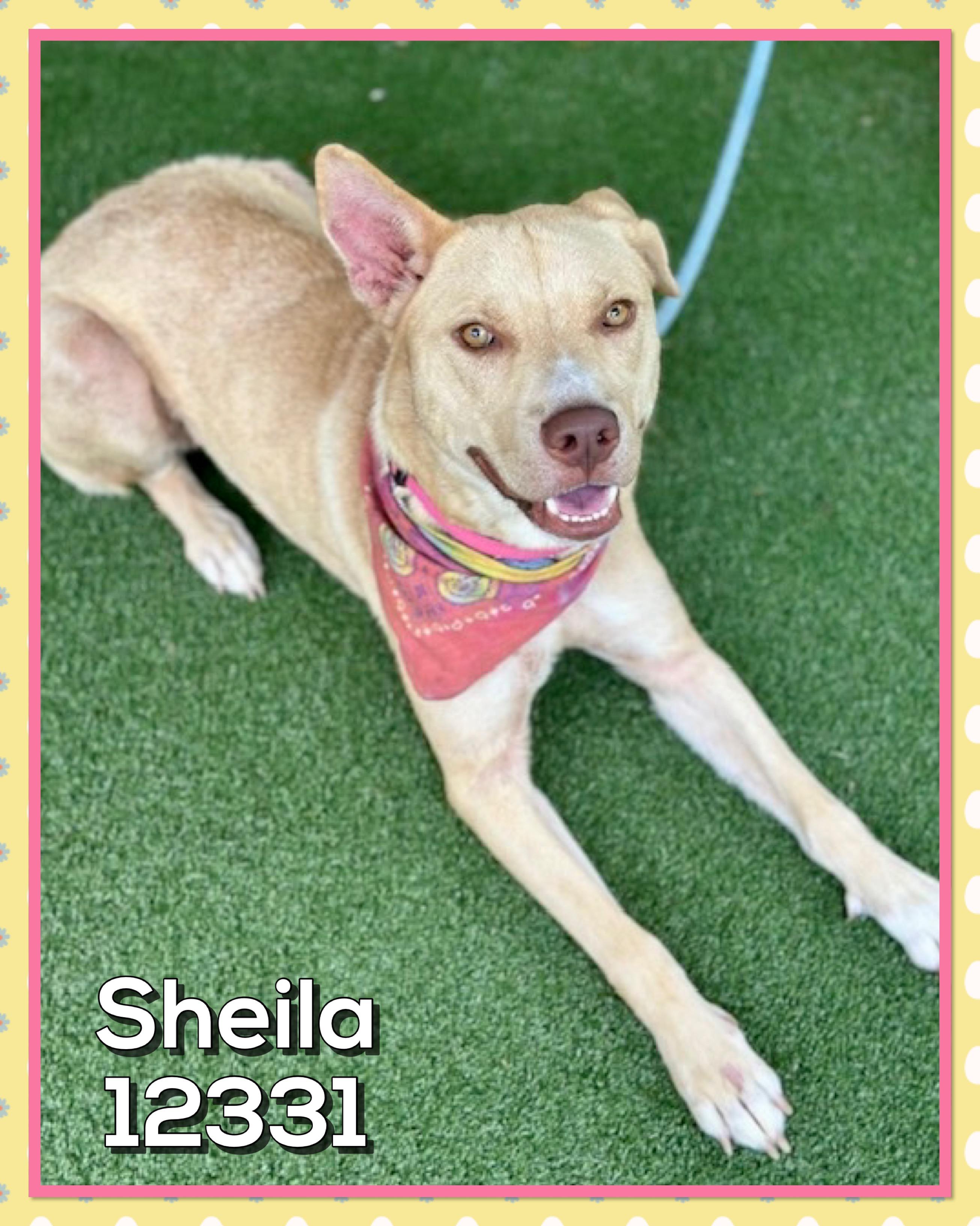 SHEILA