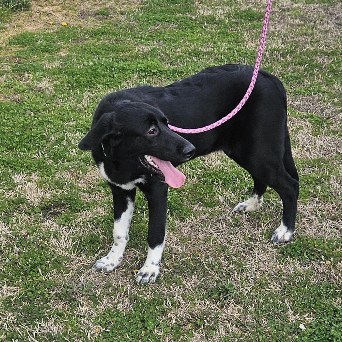 Enlarge Roxy , an adopted mixed breed in Medfield, MA image 3/3