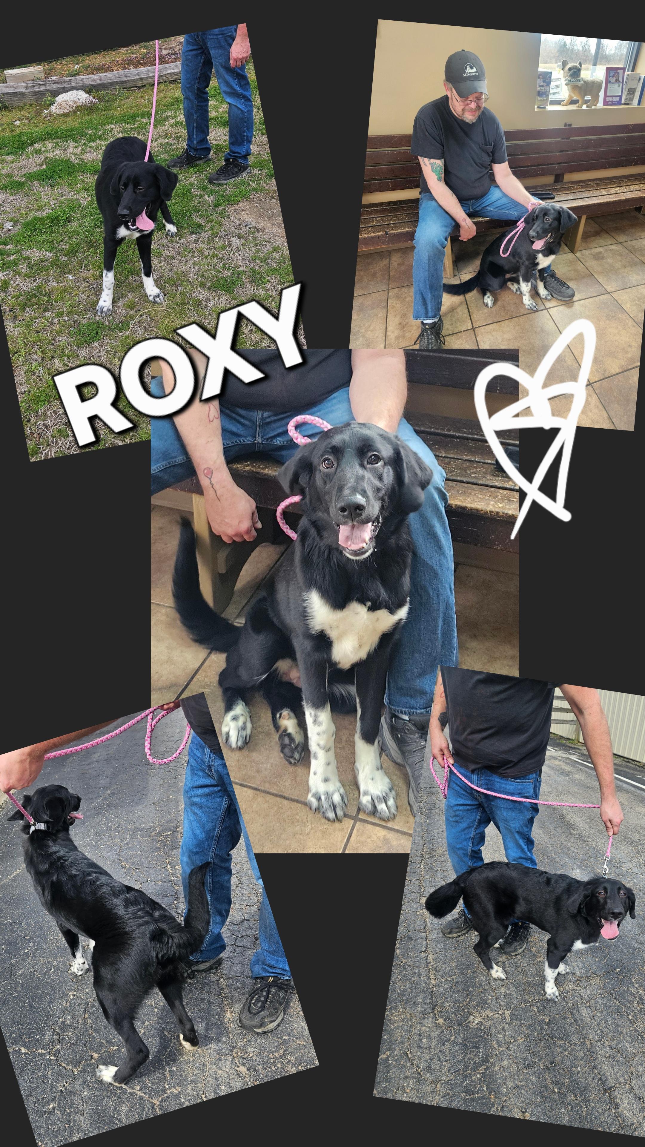 Enlarge Roxy , an adopted mixed breed in Medfield, MA image 2/3