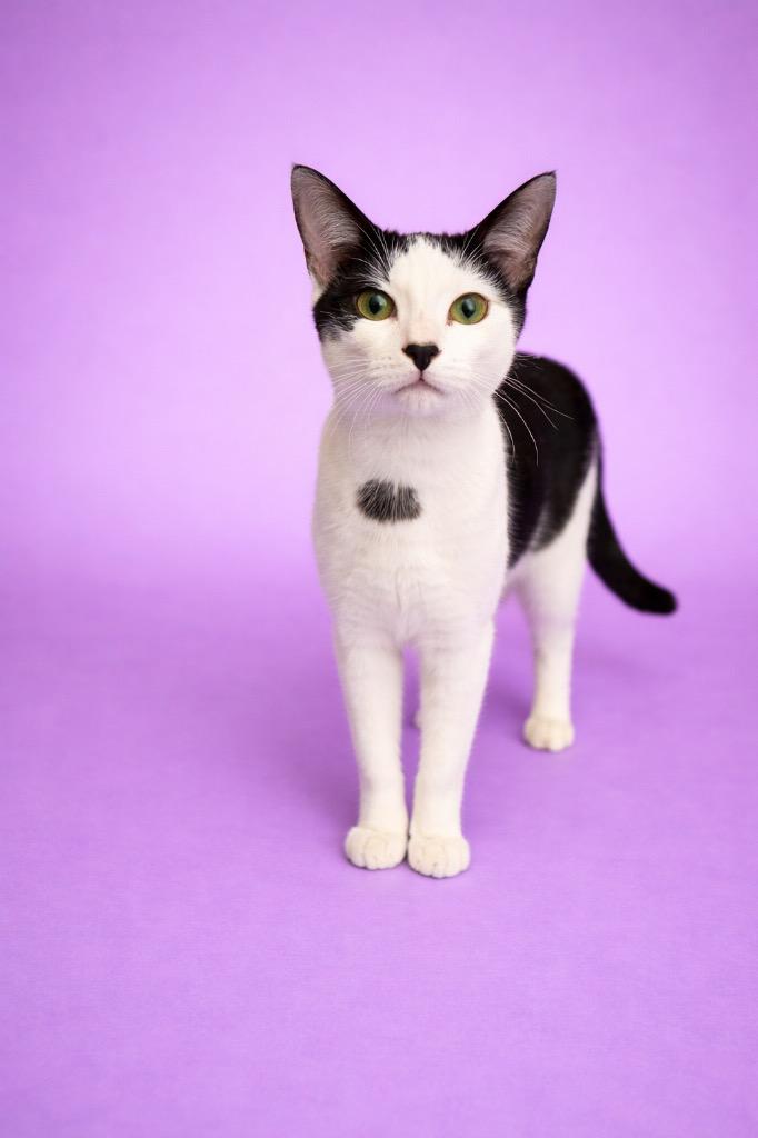 Enlarge Emily, a Adoptable mixed breed in Wauchula, FL image 1/1