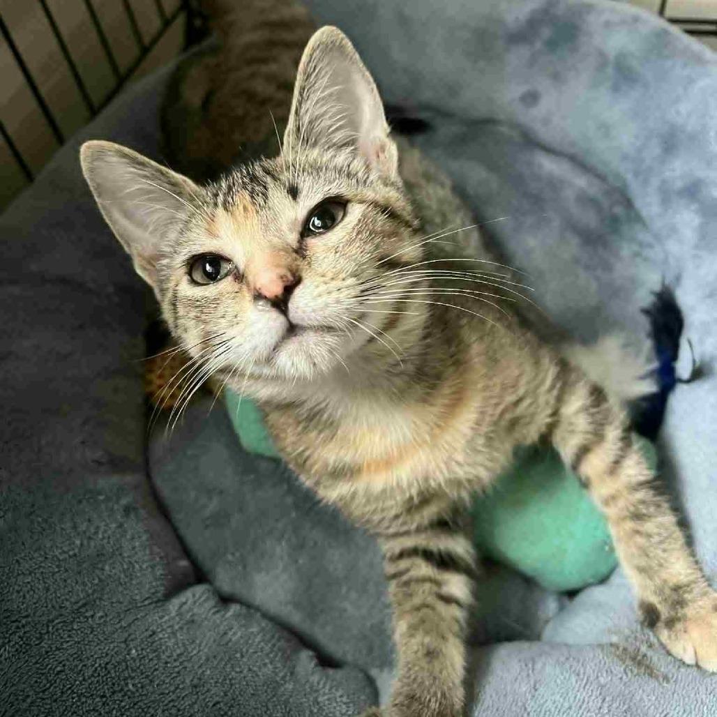 Bambi, Adoptable, Kitten Female Domestic Short Hair.