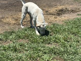 Enlarge GIO - Transport Available, a Adoptable mixed breed in Brazoria, TX image 2/6