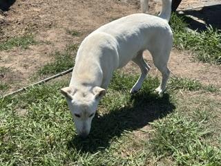 Enlarge GIO - Transport Available, a Adoptable mixed breed in Brazoria, TX image 3/6