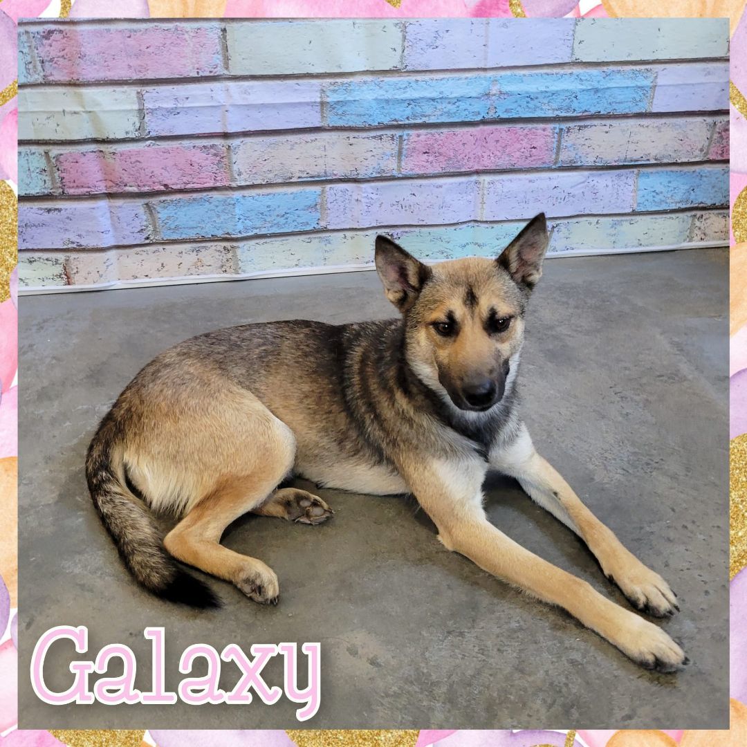 Enlarge Galaxy, a Adoptable mixed breed in Daingerfield, TX image 2/2