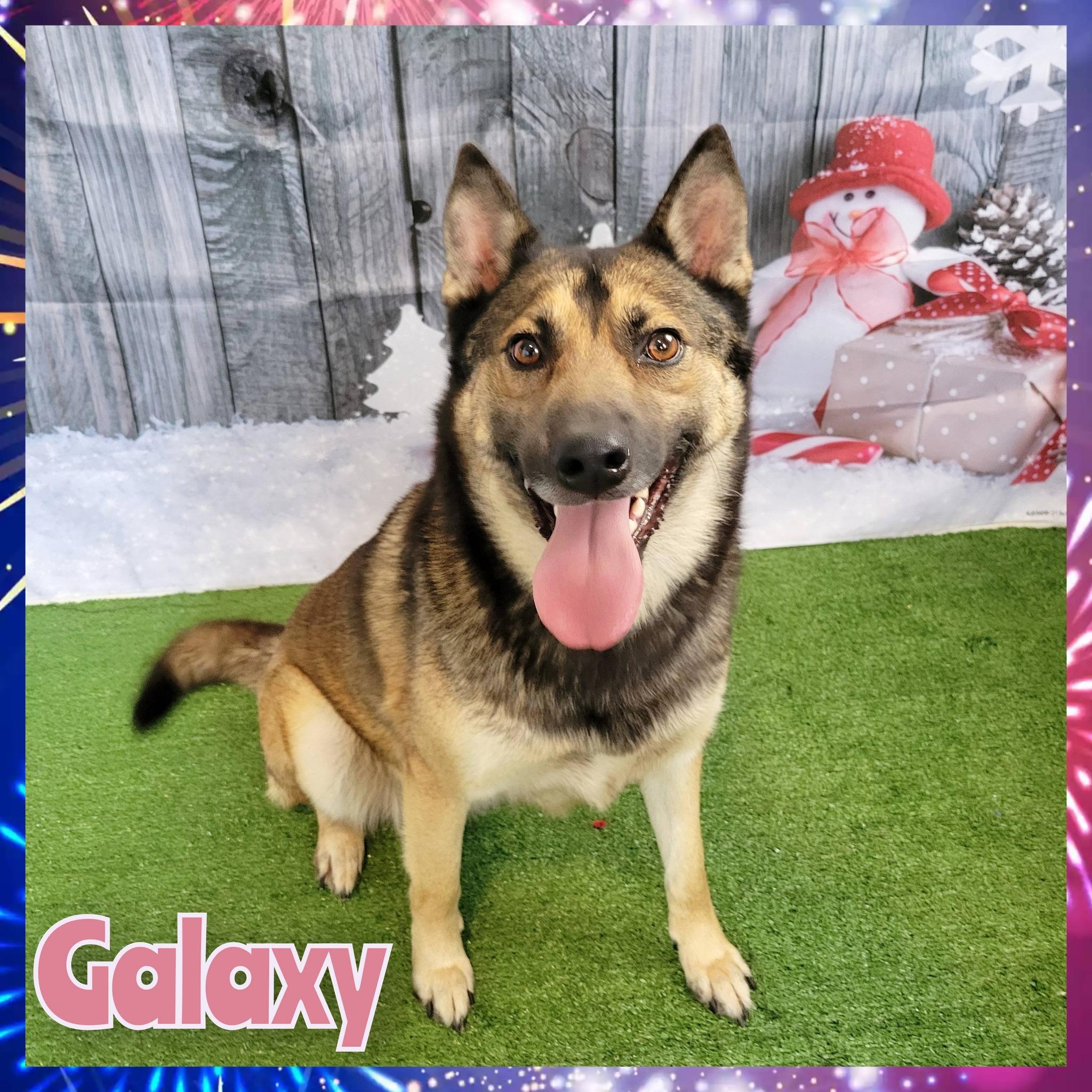 Galaxy, Adoptable, Adult Female Siberian Husky & German Shepherd Dog.