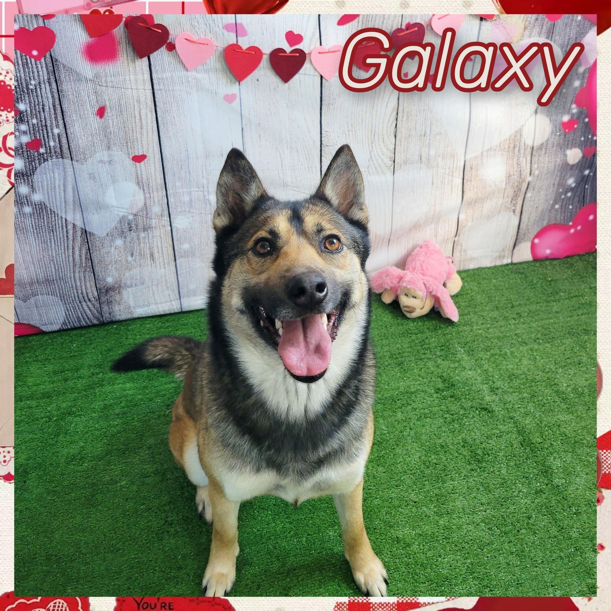 Enlarge Galaxy, a Adoptable mixed breed in Daingerfield, TX image 1/2