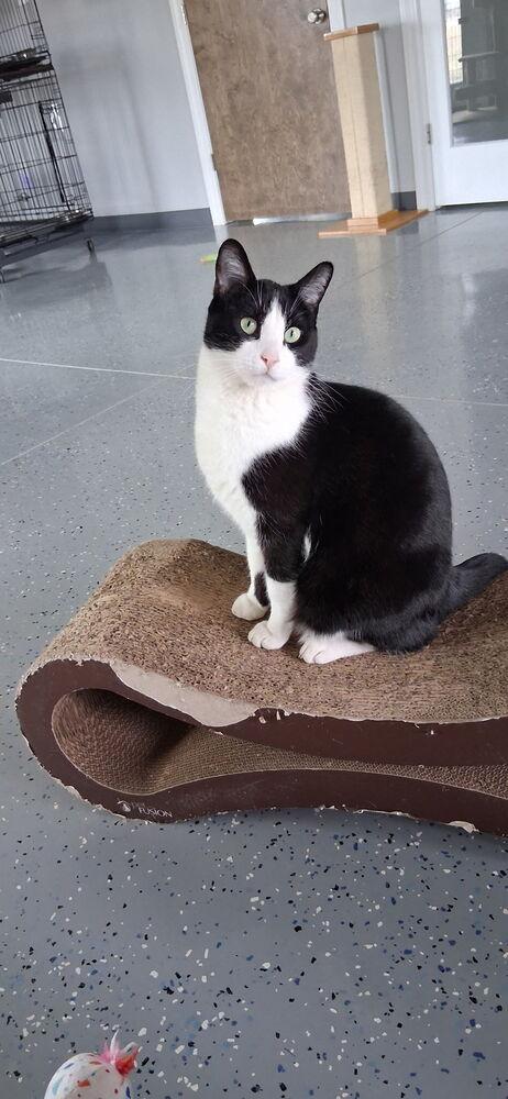 Austin, a Adoptable Domestic Short Hair in Sparta, WI image 1/4