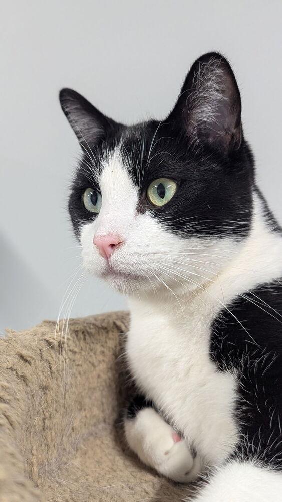 Austin, a Adoptable Domestic Short Hair in Sparta, WI image 2/4