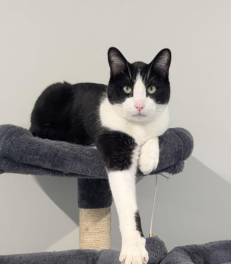 Austin, a Adoptable Domestic Short Hair in Sparta, WI image 3/4