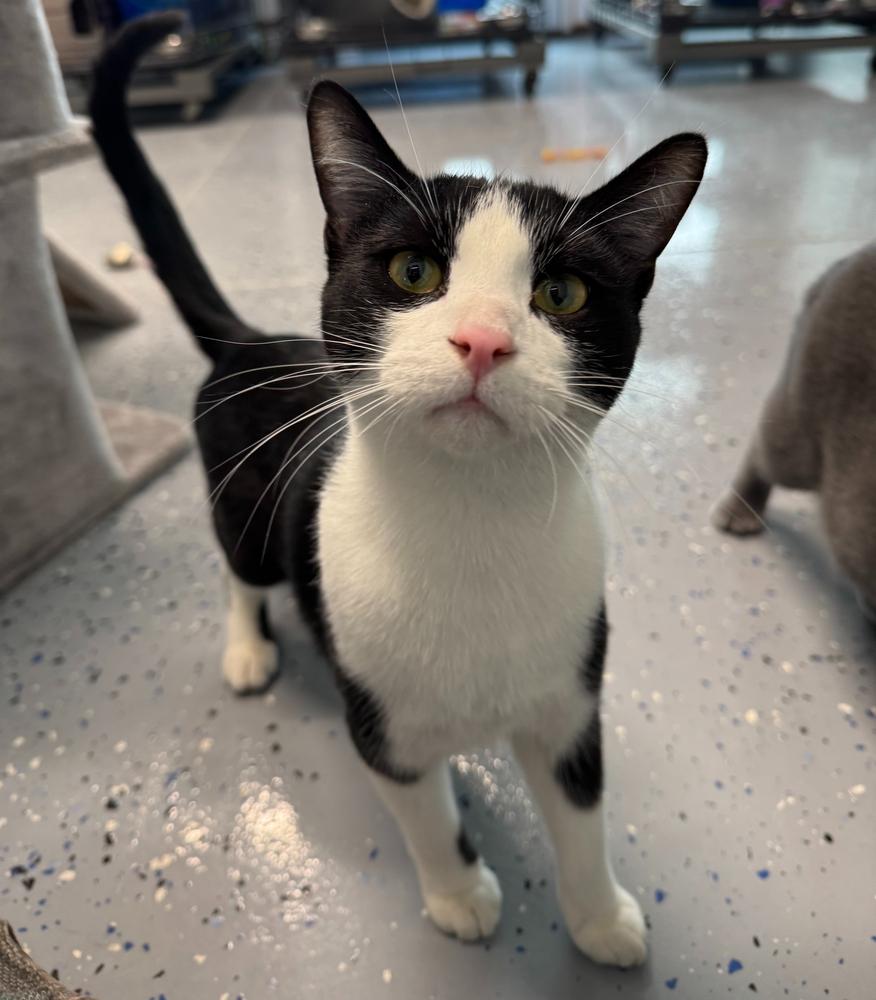 Austin, Adoptable, Young Male Domestic Short Hair.