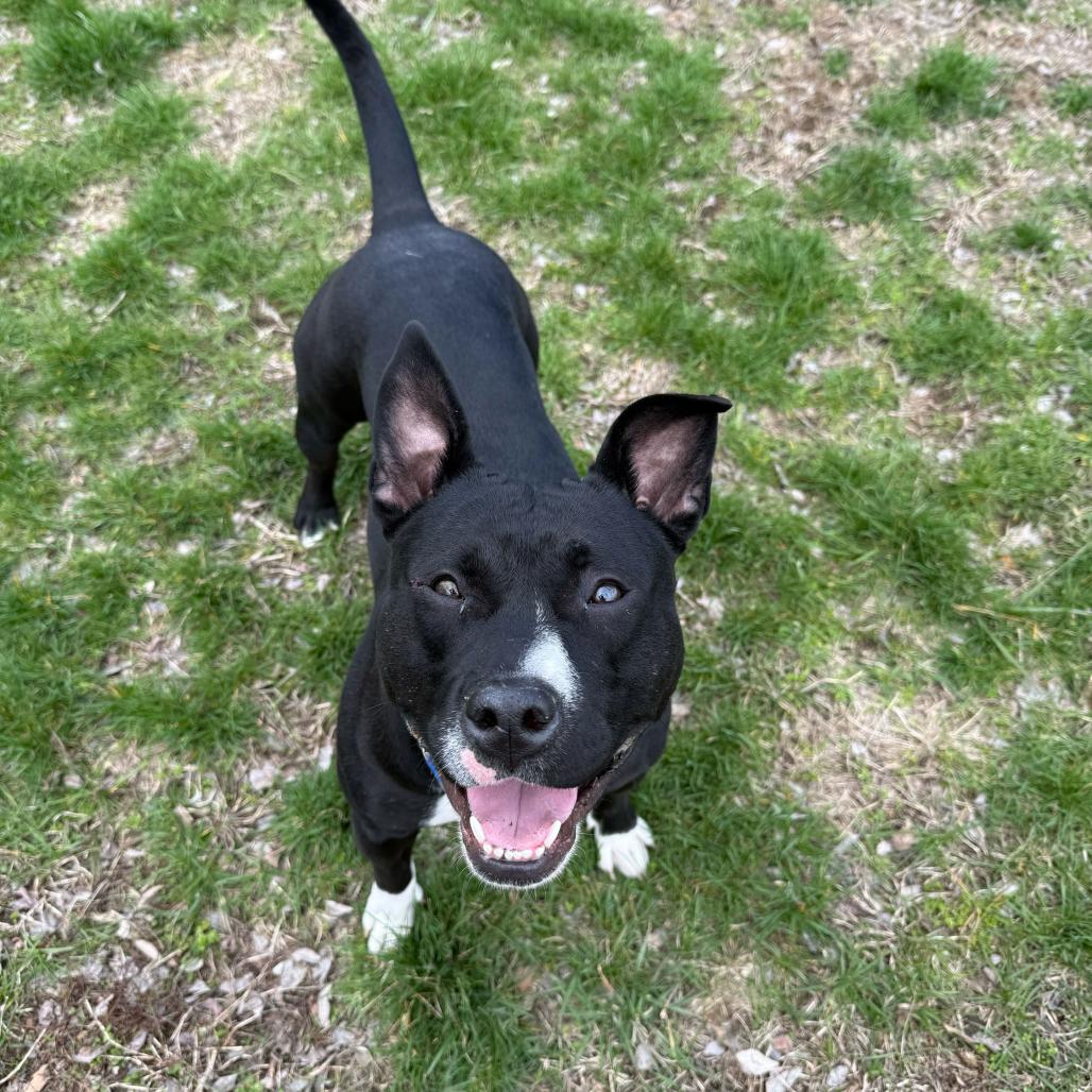 Little Baby, Adoptable, Adult Female Pit Bull Terrier.