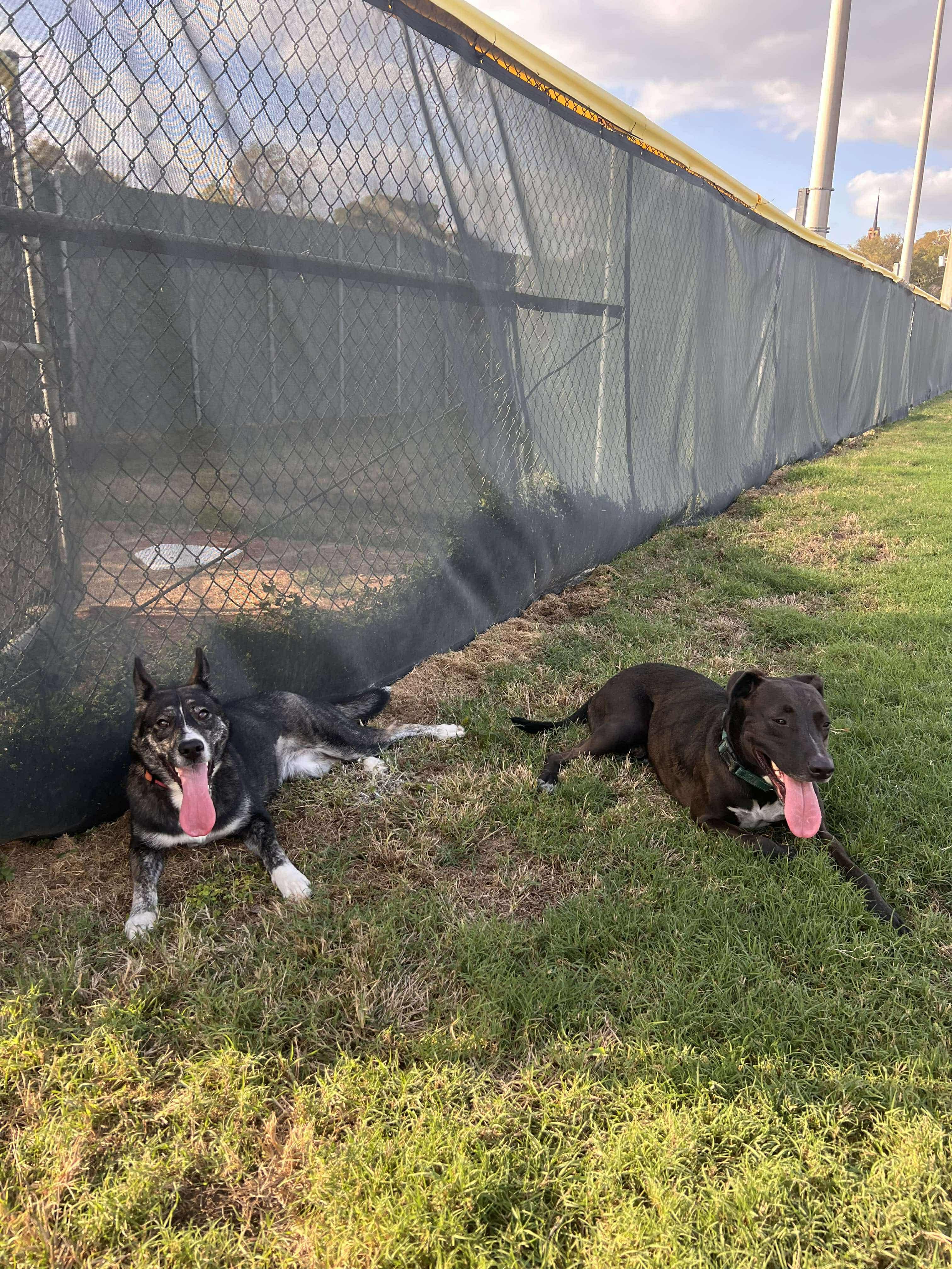 Birdie, a Adoptable mixed breed in Bothell, WA image 6/6