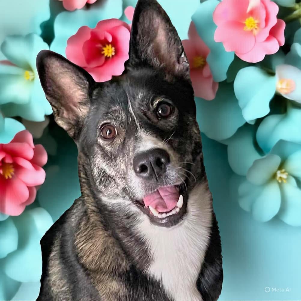 Birdie, Adoptable, Young Female German Shepherd Dog.