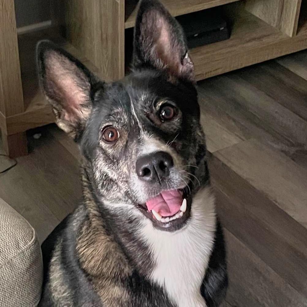 Birdie, a Adoptable mixed breed in Bothell, WA image 2/6