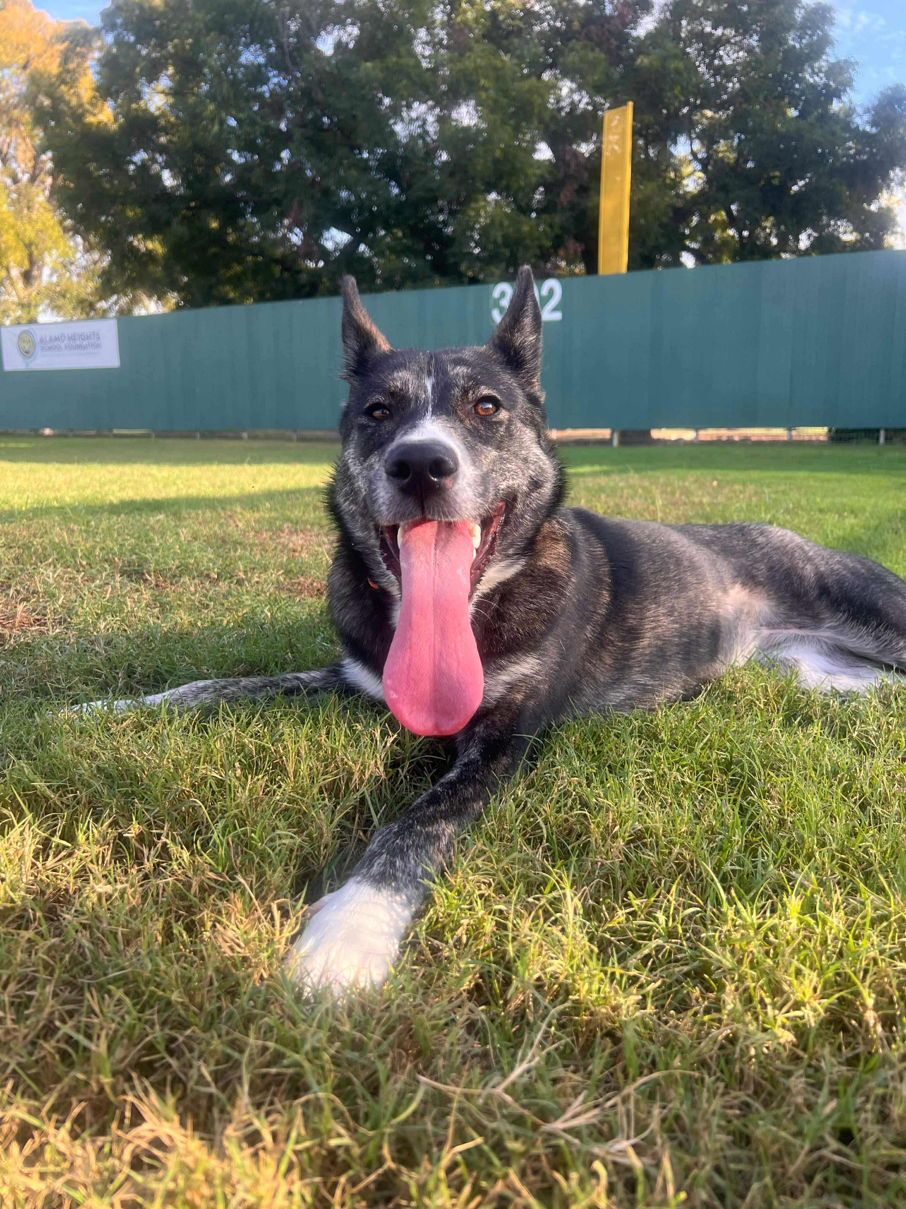 Birdie, a Adoptable mixed breed in Bothell, WA image 5/6