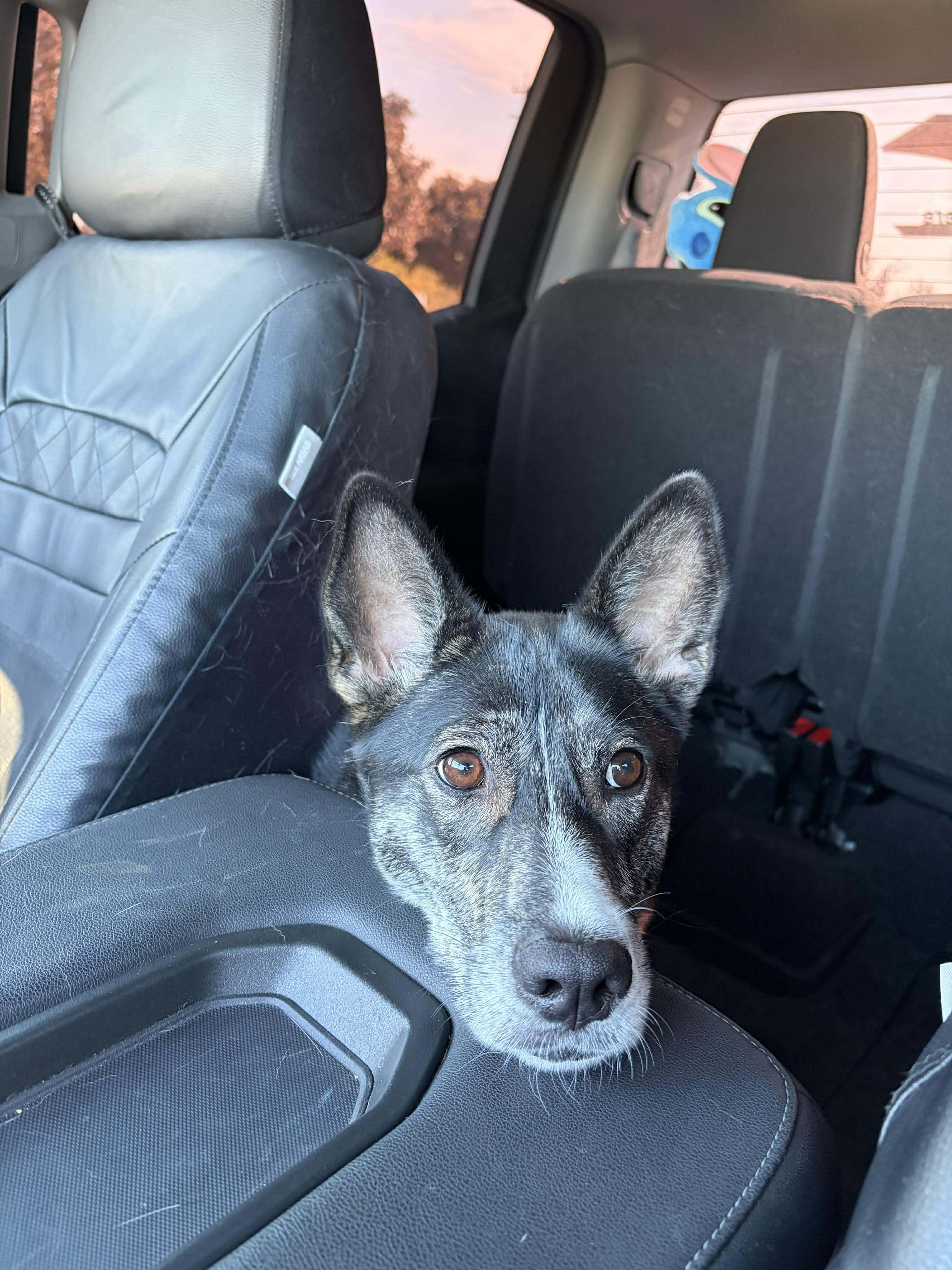 Birdie, a Adoptable mixed breed in Cheektowaga, NY image 2/6