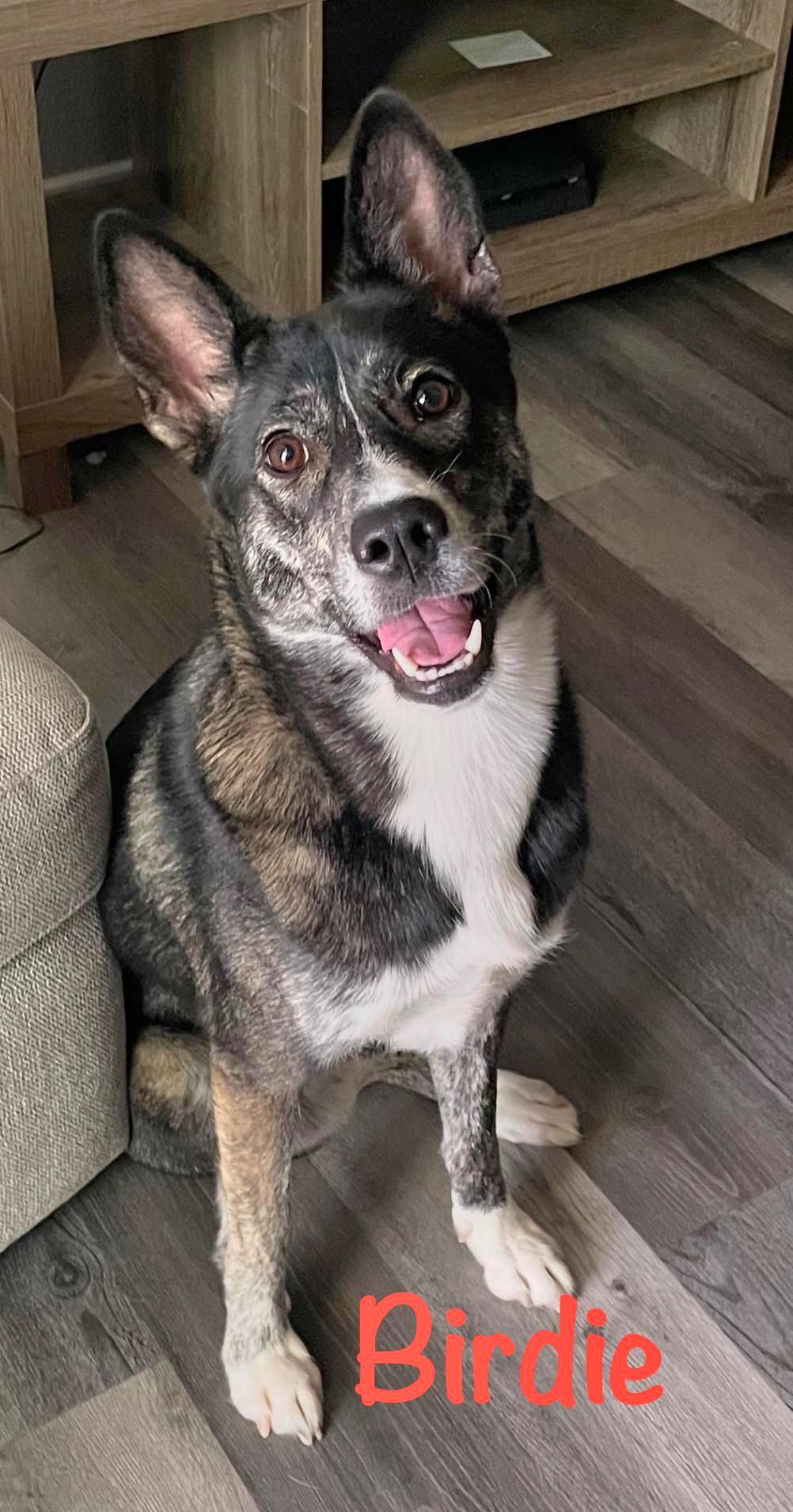 Birdie, a Adoptable mixed breed in Bothell, WA image 4/6