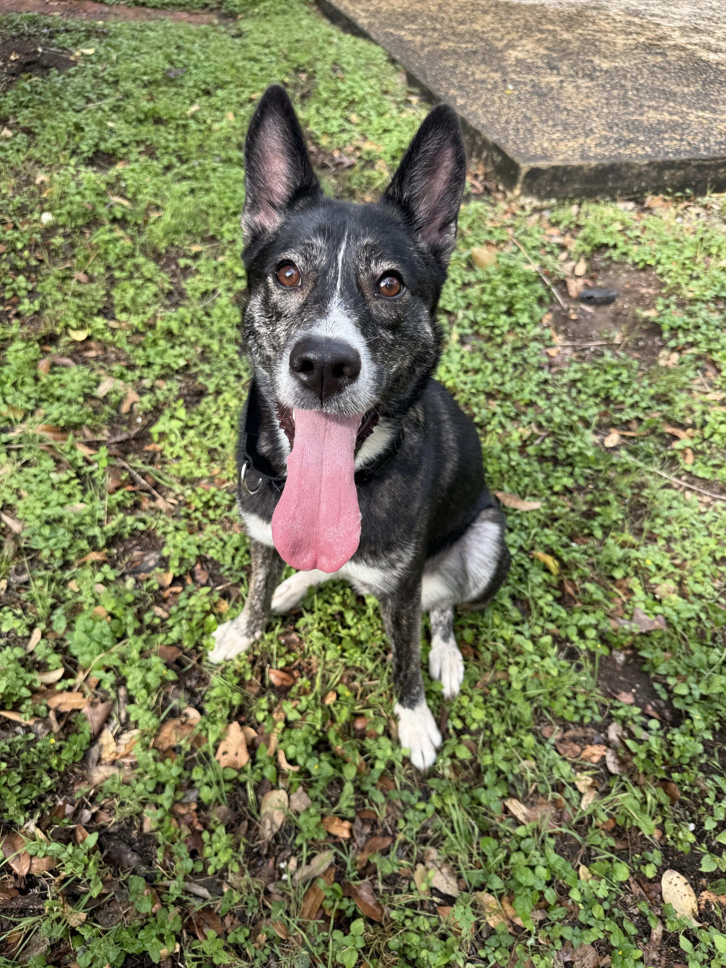 Birdie, a Adoptable mixed breed in Bothell, WA image 3/6