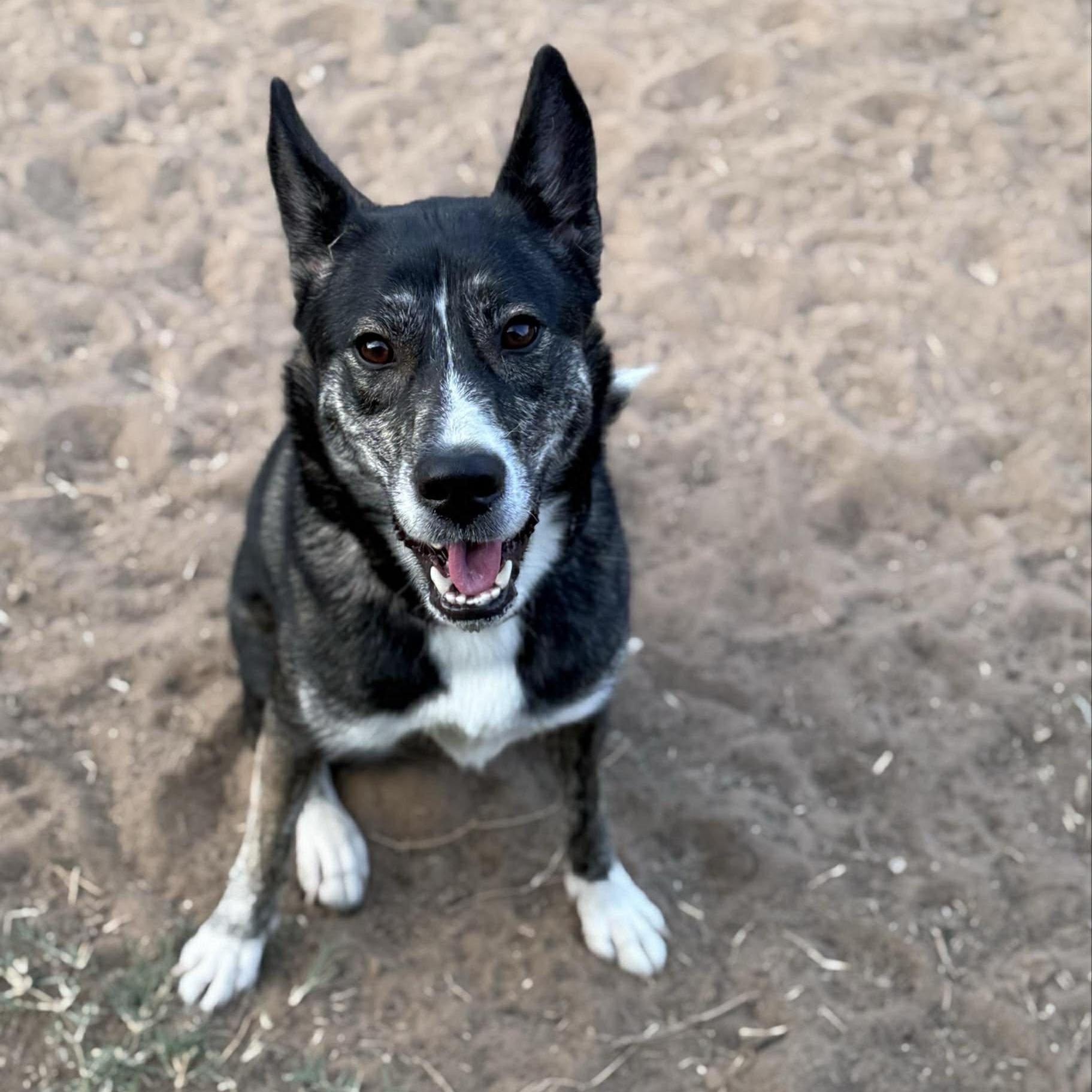 Birdie, a Adoptable mixed breed in Cheektowaga, NY image 4/6