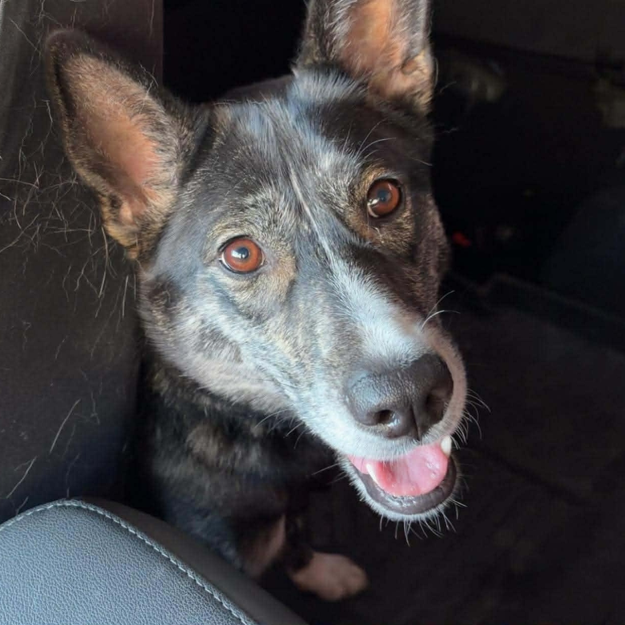 Birdie, a Adoptable mixed breed in Cheektowaga, NY image 5/6