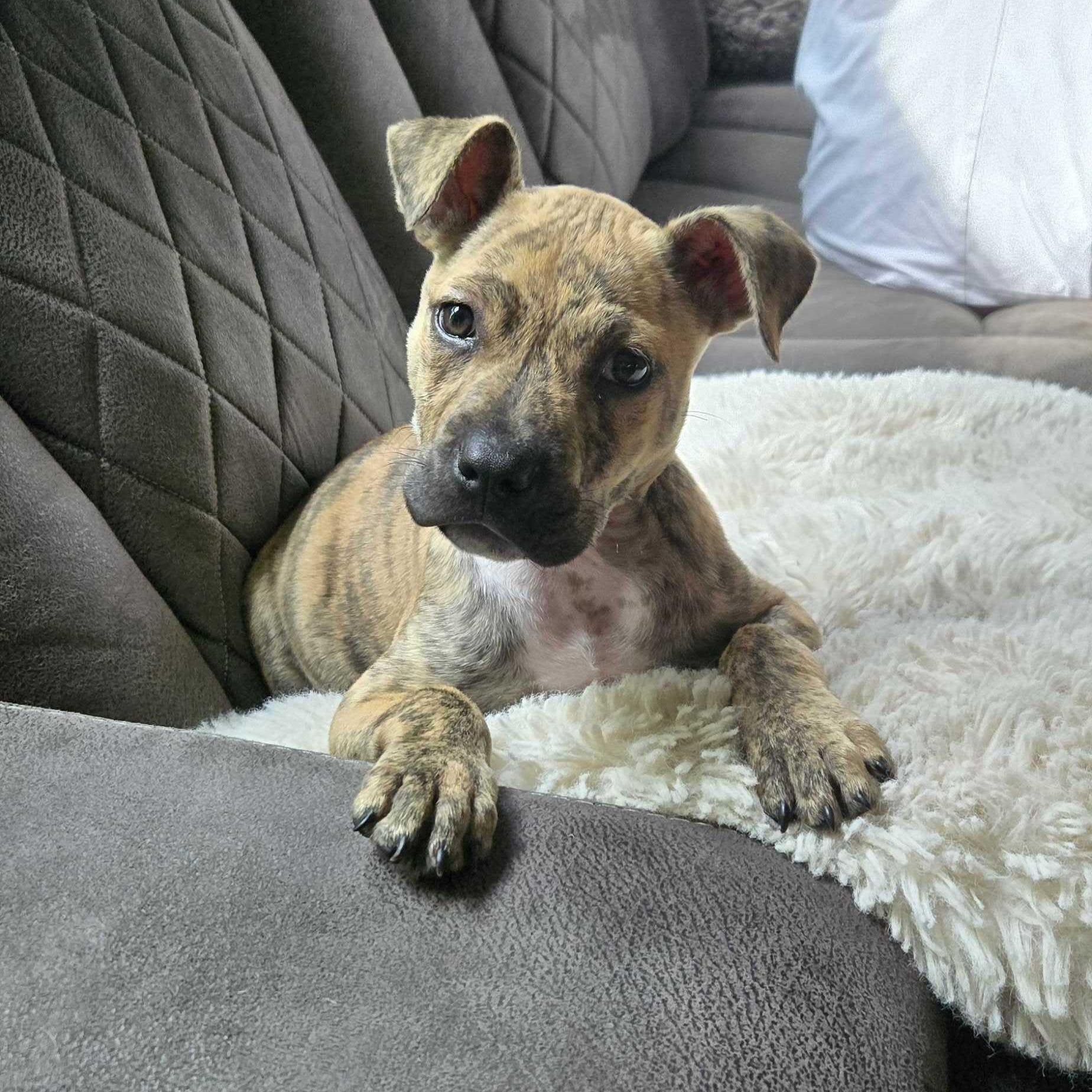 REMI, ADOPTABLE, Puppy Female Terrier.
