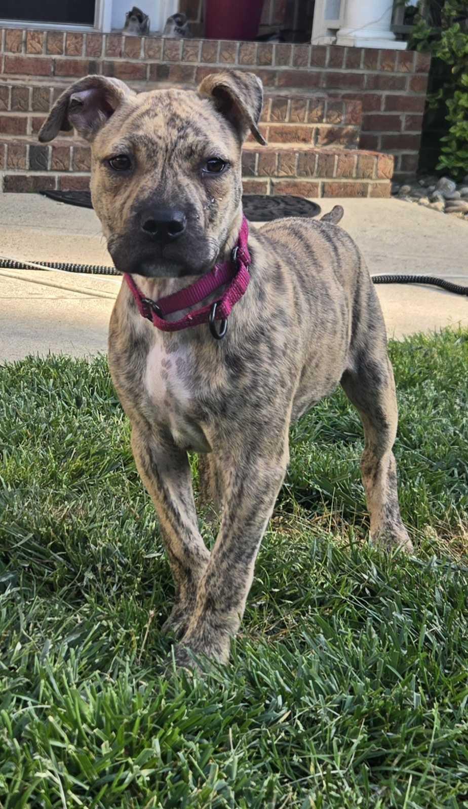 Enlarge REMI, a ADOPTABLE mixed breed in Fuquay Varina, NC image 4/5