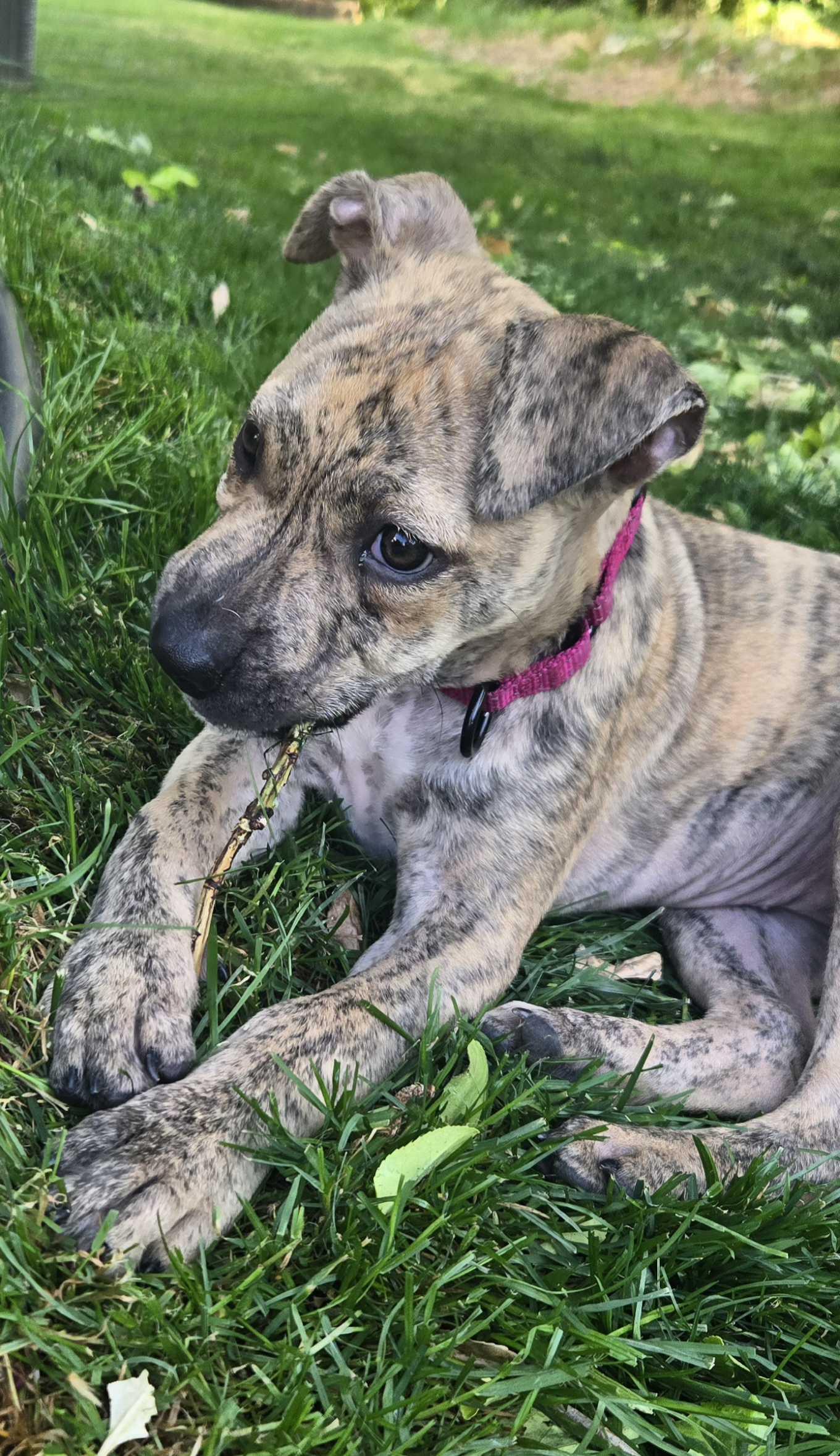 Enlarge REMI, a ADOPTABLE mixed breed in Fuquay Varina, NC image 2/5