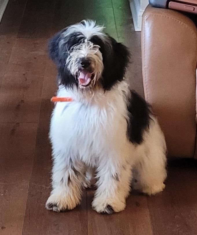 Mathilda, adopted, Puppy Female Old English Sheepdog & Standard Poodle.