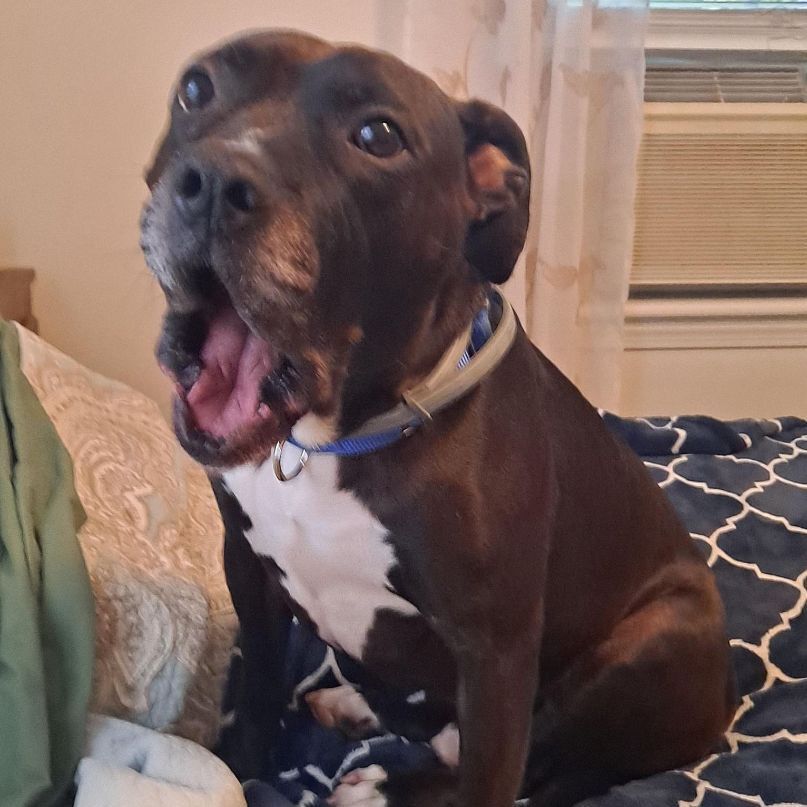 Bishop, Adoptable, Adult Male Pit Bull Terrier.