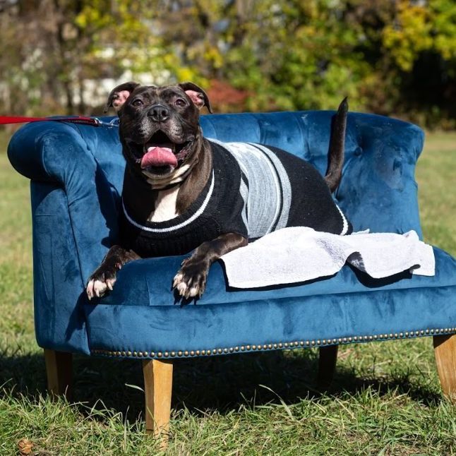 Bishop, a Adoptable Pit Bull Terrier in Milford, CT image 2/12