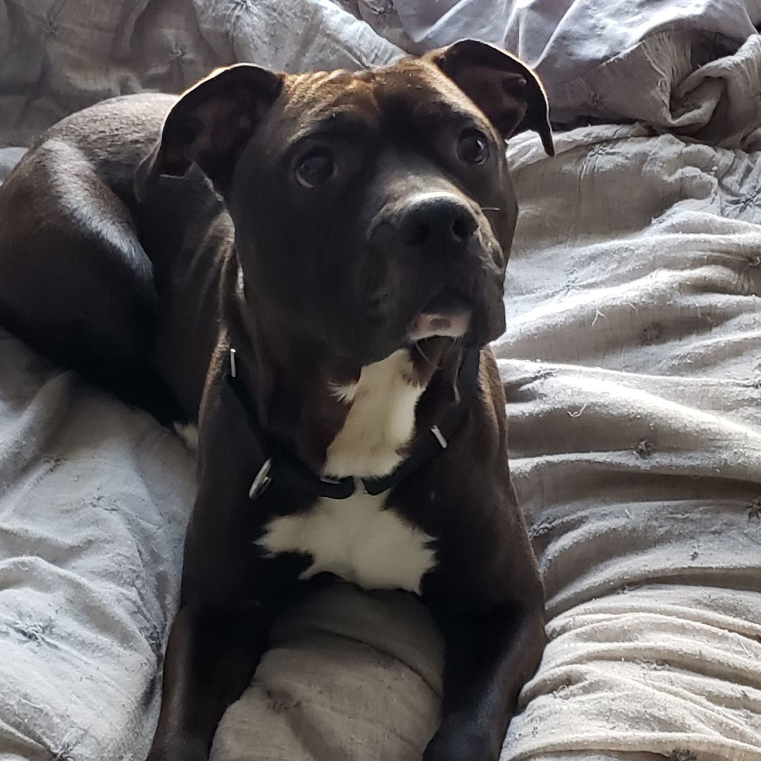 Bishop, a Adoptable Pit Bull Terrier in Milford, CT image 3/12