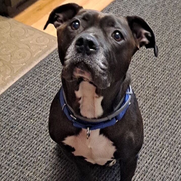 Bishop, a Adoptable Pit Bull Terrier in Milford, CT image 4/12