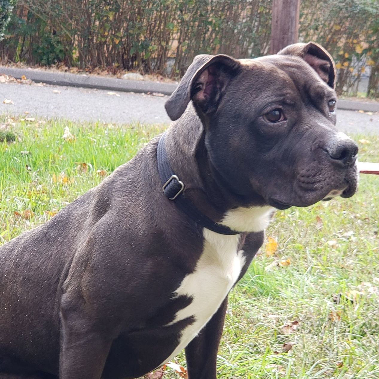 Bishop, a Adoptable Pit Bull Terrier in Milford, CT image 5/12