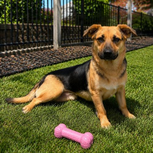 Camela, a Adoptable mixed breed in Lathrop, CA image 1/3