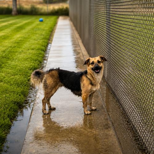 Enlarge Camela, a Adoptable mixed breed in Lathrop, CA image 2/5
