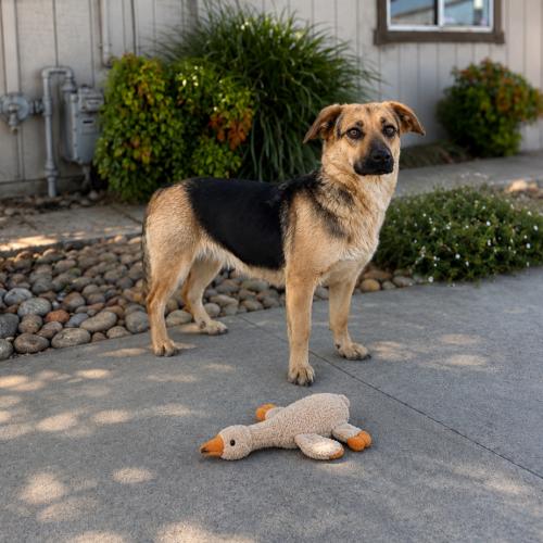 Camela, a Adoptable mixed breed in Lathrop, CA image 2/3