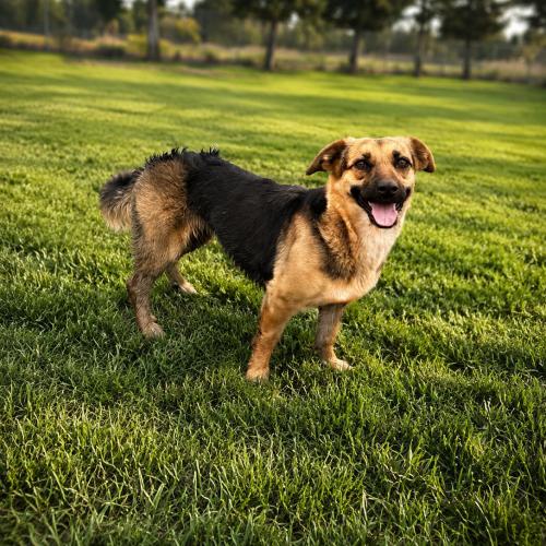 Enlarge Camela, a Adoptable mixed breed in Lathrop, CA image 4/5