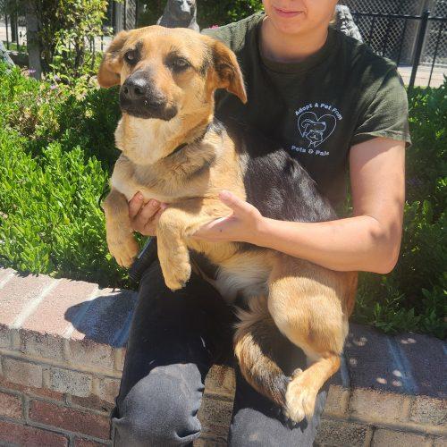 Camela, a Adoptable mixed breed in Lathrop, CA image 3/3