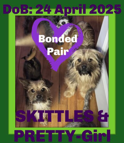 Enlarge PRETTY GIRL & SKITTLES, a Adopted Yorkshire Terrier in Sebec, ME image 2/3