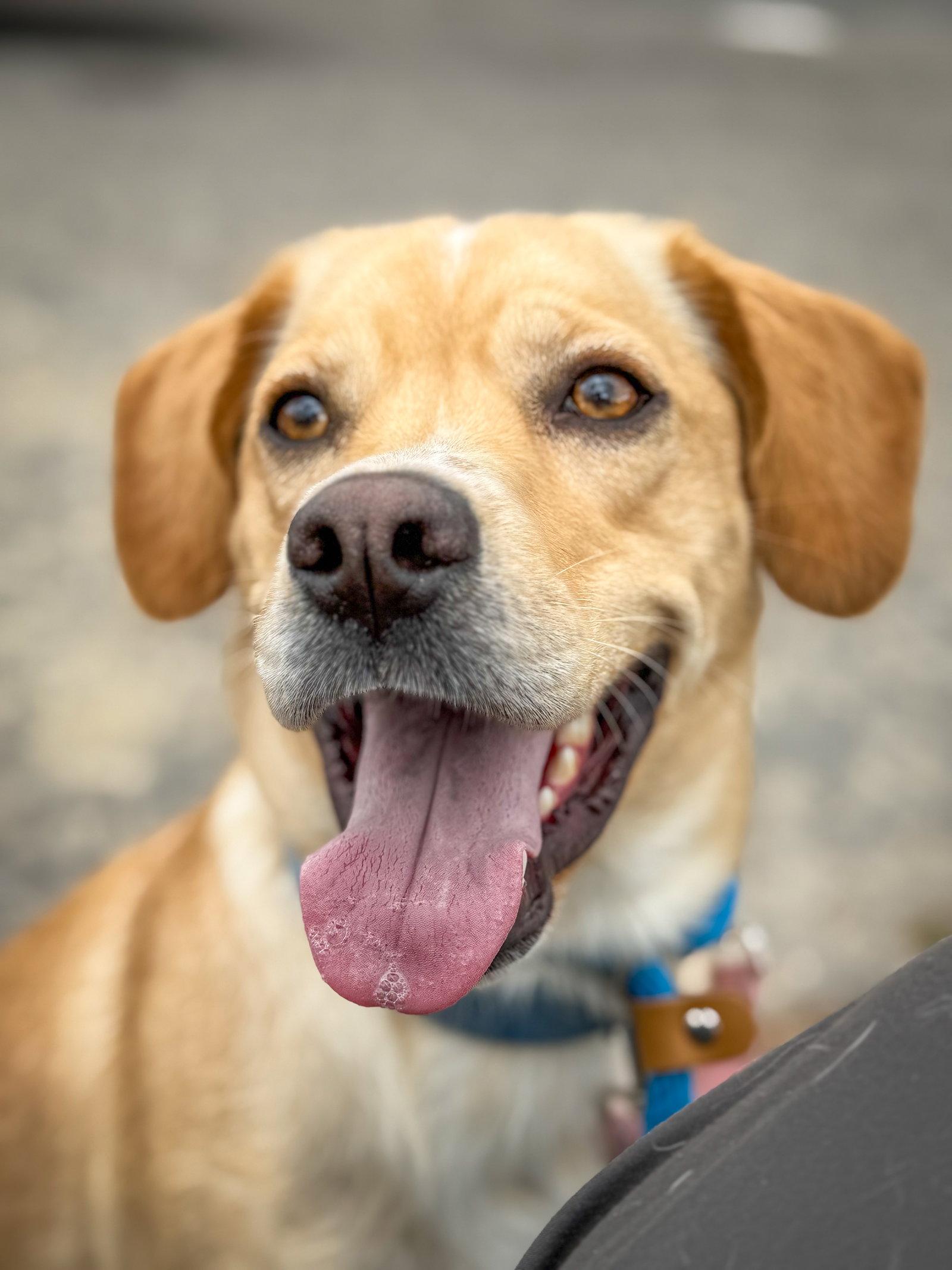 Connor, Adoptable, Adult Male Labrador Retriever.